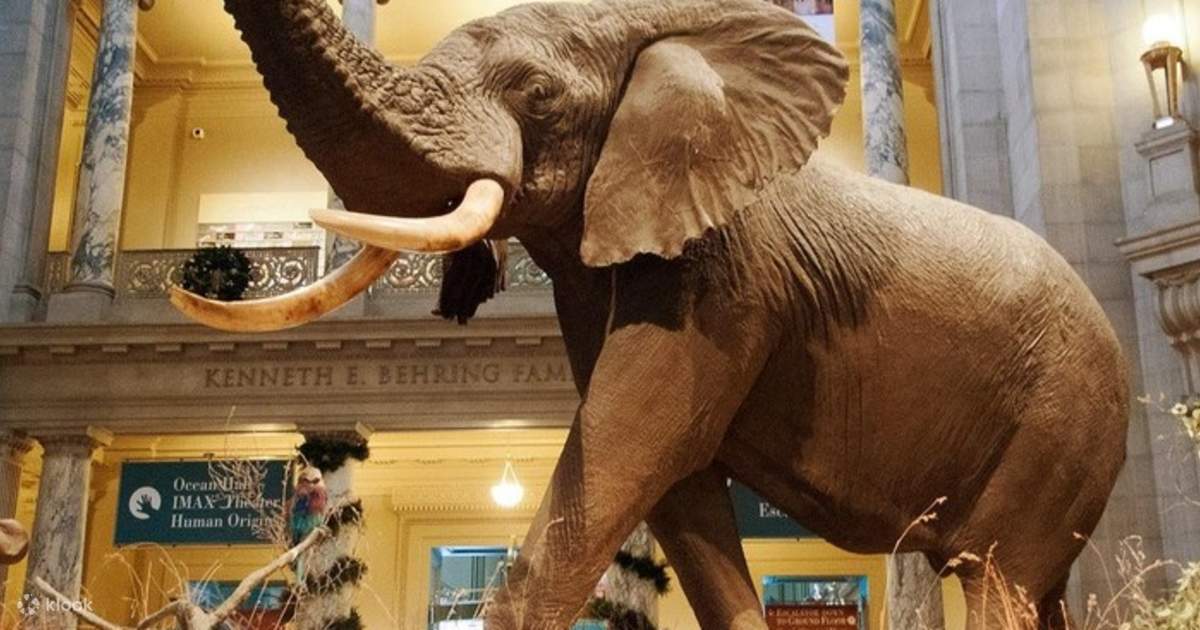 象の置き物 ケニア アフリカングッズ スミソニアン博物館 ワシントンDCスミソニアン自然史